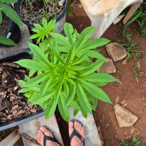Velhinho growlog timeline photo
