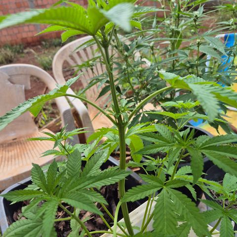 Velhinho growlog timeline photo