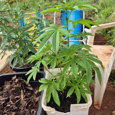 Velhinho growlog timeline photo