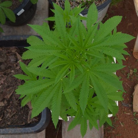 Velhinho growlog timeline photo