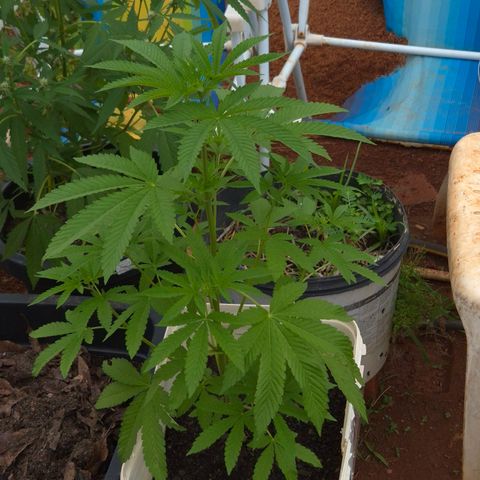 Velhinho growlog timeline photo