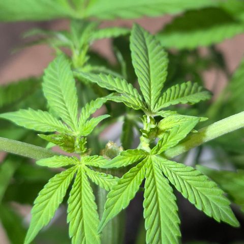 Velhinho growlog timeline photo