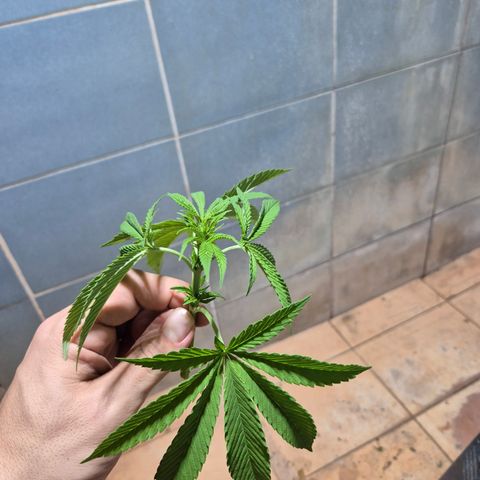 Velhinho growlog timeline photo