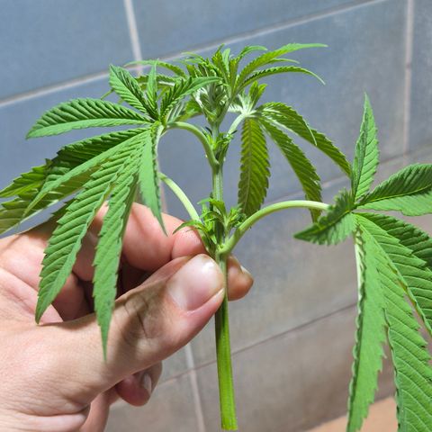 Velhinho growlog timeline photo