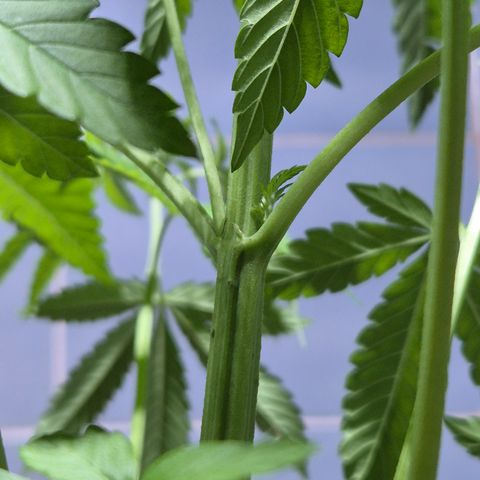 Velhinho growlog timeline photo