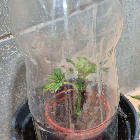 Velhinho growlog timeline photo