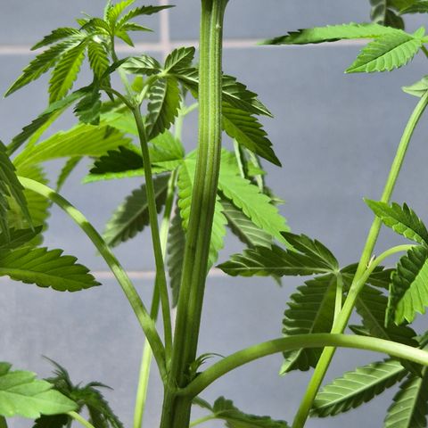 Velhinho growlog timeline photo