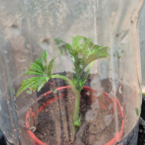 Velhinho growlog timeline photo