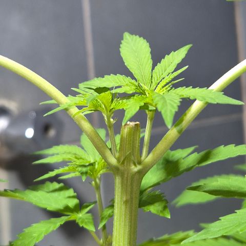 Velhinho growlog timeline photo