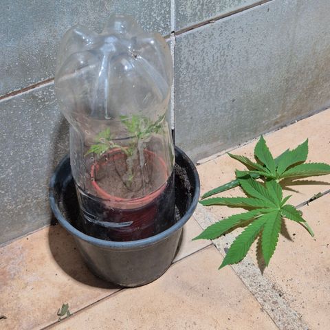 Velhinho growlog timeline photo