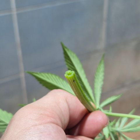 Velhinho growlog timeline photo