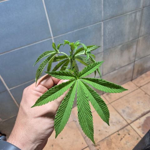 Velhinho growlog timeline photo