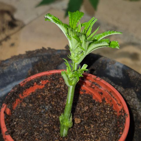 Velhinho growlog timeline photo