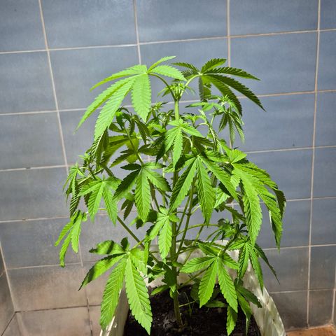 Velhinho growlog timeline photo