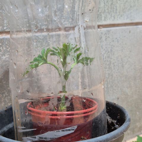 Velhinho growlog timeline photo