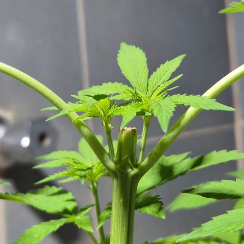 Velhinho growlog timeline photo