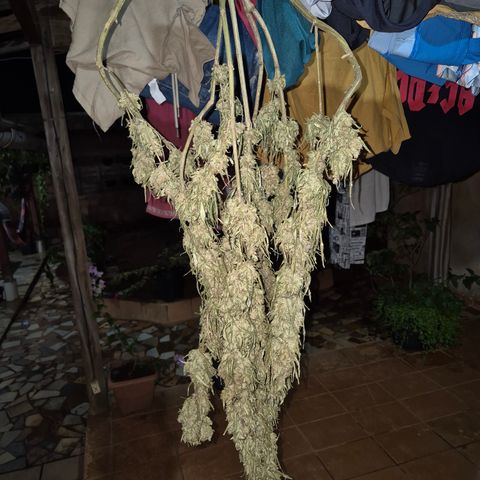 Double Amnesias growlog timeline photo