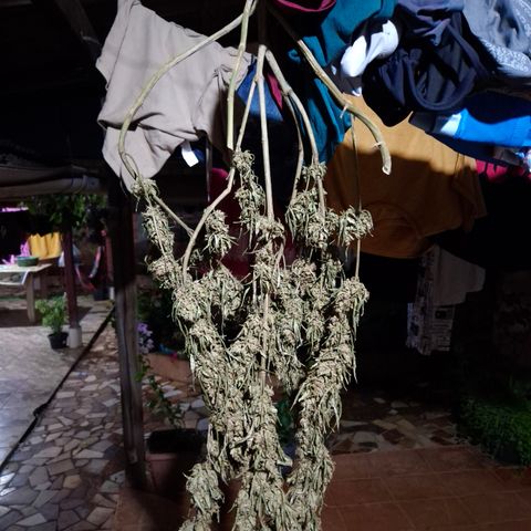 Double Amnesias growlog timeline photo