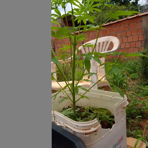Velhinho growlog photo: Parece que mostrou o sexo hoje