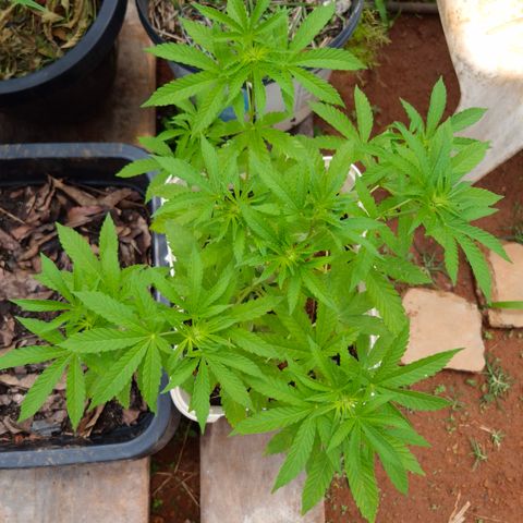 Velhinho growlog photo: Parece que mostrou o sexo hoje
