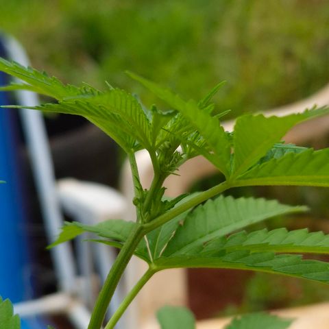 Velhinho growlog photo: Parece que mostrou o sexo hoje