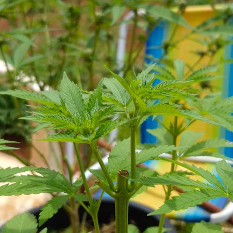 Velhinho growlog photo: Parece que mostrou o sexo hoje