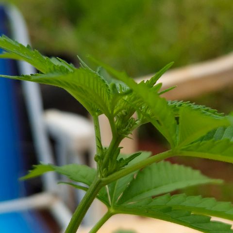 Velhinho growlog photo: Parece que mostrou o sexo hoje