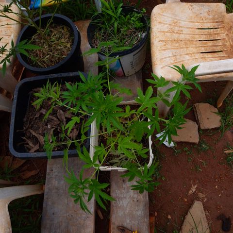Velhinho growlog timeline photo
