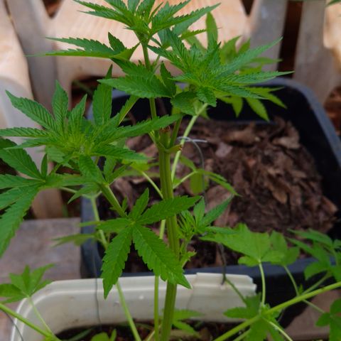 Velhinho growlog timeline photo