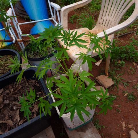 Velhinho growlog timeline photo