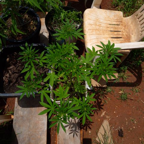 Velhinho growlog timeline photo