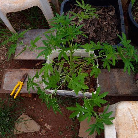 Velhinho growlog timeline photo