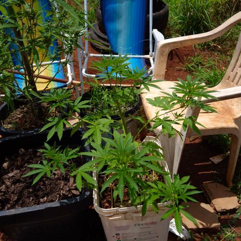 Velhinho growlog timeline photo