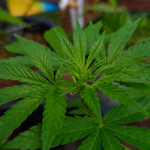 Velhinho growlog timeline photo