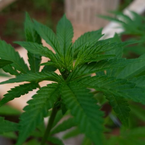 Velhinho growlog timeline photo
