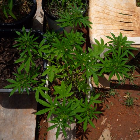 Velhinho growlog timeline photo