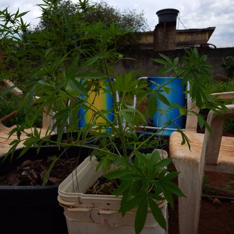 Velhinho growlog timeline photo