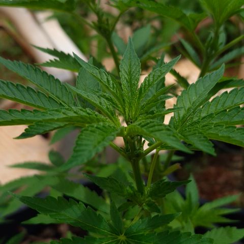 Velhinho growlog timeline photo