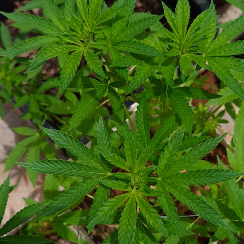 Velhinho growlog timeline photo
