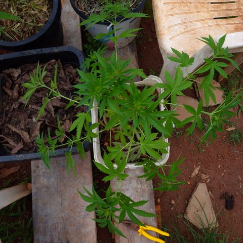 Velhinho growlog timeline photo