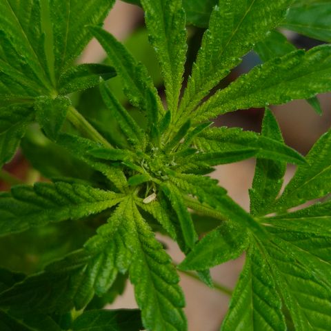 Velhinho growlog timeline photo
