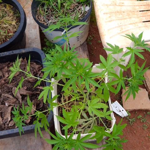 Velhinho growlog timeline photo