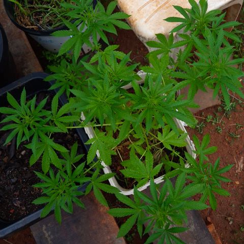 Velhinho growlog timeline photo