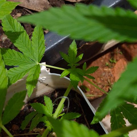 Velhinho growlog timeline photo