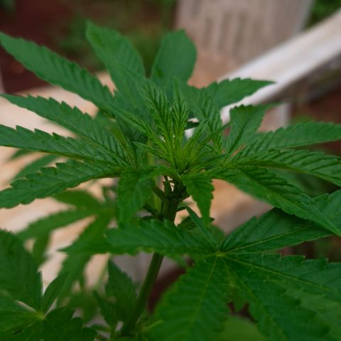 Velhinho growlog timeline photo