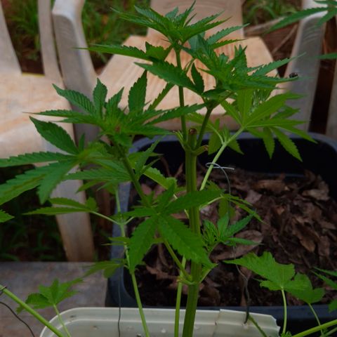 Velhinho growlog timeline photo