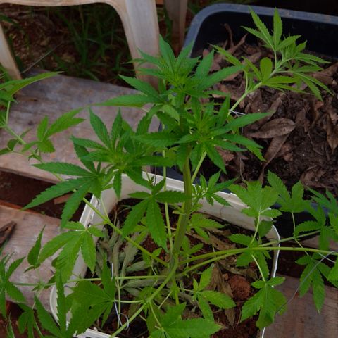 Velhinho growlog timeline photo