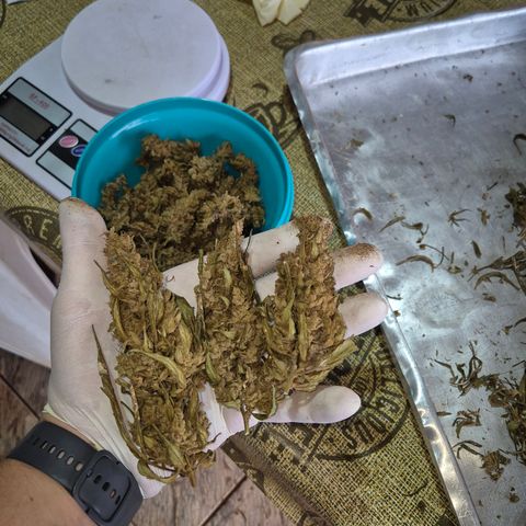 Double Amnesias growlog timeline photo