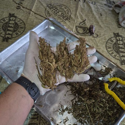Double Amnesias growlog timeline photo