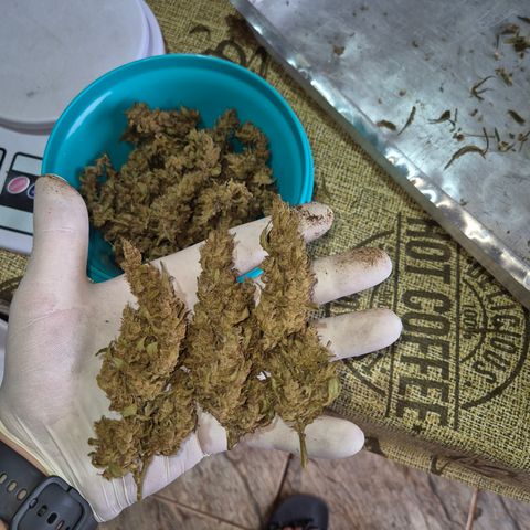 Double Amnesias growlog timeline photo